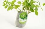 Touch Of Ginger Seedpod Mint