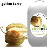 Touch Of Ginger Seedpod Golden Berry Cape Gooseberry