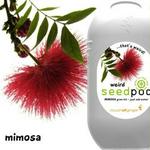 Touch Of Ginger Seedpod Mimosa