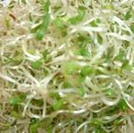 Kitchen Garden 66g Red Clover Sprouting Seeds