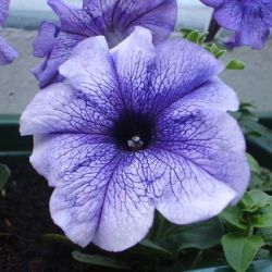 25 Laura Bush Petunia Seeds - Petunia X Violacea + Free Seeds With All Orders - Annual Seeds