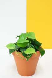 Heart Leaf Philodendron - Green 12CM