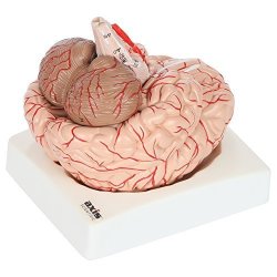 Axis Scientific Deluxe 8-PART Human Brain Model With Arteries Shows Major Lobes And 41 Anatomical Features Of The Human Brain Includes Base