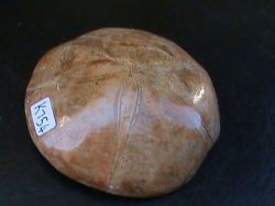 Large Fossil Pansy Shell. Madagascar