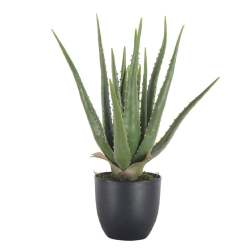 Aloe Vera Plant - 46CM