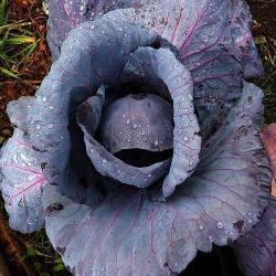 Red Acre Cabbage - Brassica Oleracea - 20 Seeds