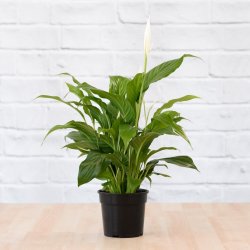 Peace Lily - In 15CM Nursery Pot With Flowers