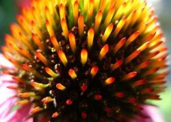 30 Echinacea Seeds - Rudbeckia Purpurea Indigenous Medicinal Herbs