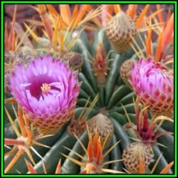 Ferocactus Latispinus - 100 Bulk Seed Pack- Exotic Succulent Cactus - Insured Global Shipping - New