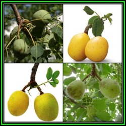 20 Sclerocarya Birrea Subsp. Caffra - Marula Tree Seeds - Indigenous Edible Fruit Medicinal - New