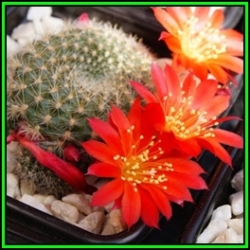 Rebutia Minuscula Var. Grandiflora - 100 Bulk Seed Pack - Exotic Cactus Succulent - New