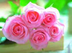 Pink Rose Seeds 10 Seeds