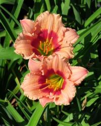 Daylily Plants : Siloam Robbie Bush Miniature Variety Low Growing Ideal For Borders