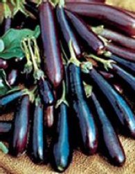 40 Long Purple Eggplant Aubergine Or Brinjal Vegetable Seeds Solanum Melongena Seeds