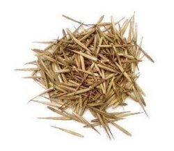 100 Moso Bamboo Seeds For
