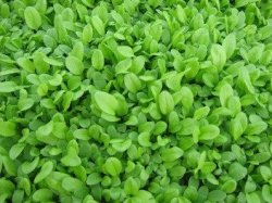 Sorrel - Microgreen Seeds - 1kg