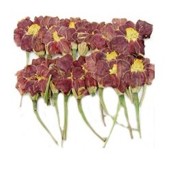 Pressed Flowers Marigold 20PCS For Art Craft Card Making Scrapbooking. Real Flowers