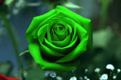 Green Rose Seeds Packet Of 10 Seeds