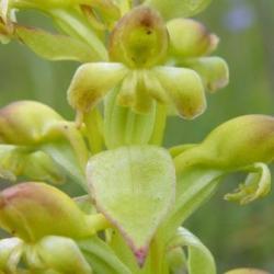 10+ Satyrium Odorum Seeds - Indigenous Perennial Endemic Orchid - Flat Ship Rate - New