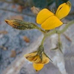10 Bolusafra Bituminosa Seeds - Teerertjie Or Tar Pea - Indigenous Climbing Vine