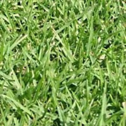 Kikuyu Lawn Grass Seed - Kikuyu - 14KGS - 2 000M2