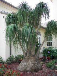 Ponytail Palm - Beaucarnea Recurvata - Seeds - 100 Seeds