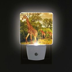 Alirea South African Giraffes Plug In LED Night Light Auto Sensor Smart Dusk To Dawn Decorative Night For Bedroom Bathroom Kitchen Hallway Stairs Hallway