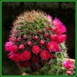 Mammillaria Backebergiana - 50 Bulk Seed Pack - Verified Seller - Exotic Succulent Cactus - New