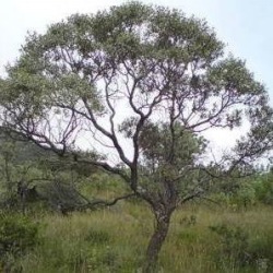10 Ozoroa Paniculosa Tree Seeds - Common Resin Tree - Indigenous
