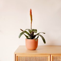 Flaming Sword Plant - In Terracotta Moon Planter