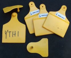 Uhf Rfid Identication Eartags For Cattle And Wild Game