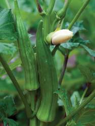 Okra Clemson Spineless Seed - 1 Kg Raw Seed