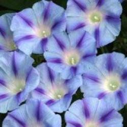 Blue Star Morning Glory Climbing Vine - Ipomoea Tricolor - 5 Seeds