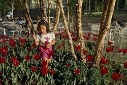 Vintography 24 X 36 Giclee Print Ofa Girl Blows Bubbles Amid The Tulips In Pershing Park On Pennsylvania Avenue Washington D.c. R05 Between 1980 And
