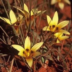 10 Romulea Monticola Seeds - Indigenous South African Bulb Seeds For - Worldwide Shipping