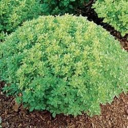 Fine Minette Basil - Herb - 100 Seeds