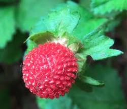 Berry Varieties - Wild Strawberry Seed Pack