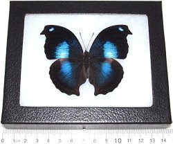 Bicbugs Real Framed Butterfly Blue Dove Napeocles Jacunda Peru