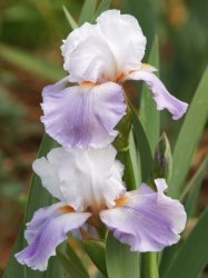 Iris Plants: 'floral Act' - Standards White On Pale Violet Blue Falls. Very Limited Stock