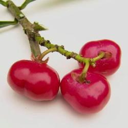 5 Thevetia Ahouai Tree Seeds - Dog's Tongue Dog Balls Or Grandfathers Balls