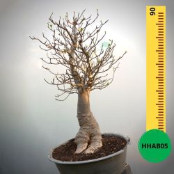 Baobab Bonsai - 90 X 63 X 63 X 22. Bare Rooted. Media And Container Not Included.