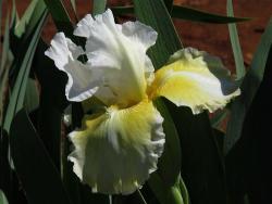 Iris Plants: Melted Butter - White Infused Butter Yellow - Slight Sweet Fragrance