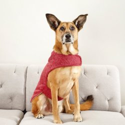 Scarlet Dog Jersey - XL Extra Length