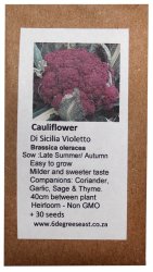 Heirloom Veg Seeds - Cauliflower - Cavolfiore Di Sicilia Violette Purple