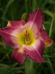 Daylily Plants: 'nairobi Night' - Soft Shades Of Violet And Purple - Huge Flowers Limited