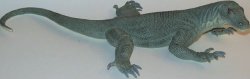 Large Komodo Dragon-lifelike Rubber Replica 13 Inches