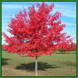 Acer Rubrum - 10 Seeds - Red Maple Red Swamp Maple Or Soft Maple Tree Or Shrub New