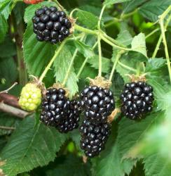 Blackberry Seeds Wild Blackberry - 20 Blackberry Seeds