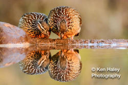 Photography Print - Francolin Reflections On Photographic Paper