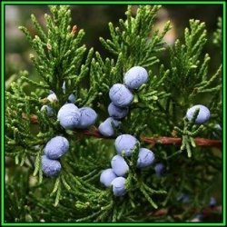 Juniperus Virginiana - 10 Seeds - The Source Of Juniper Oil - Used To Flavour Gin - Tree Shrub New